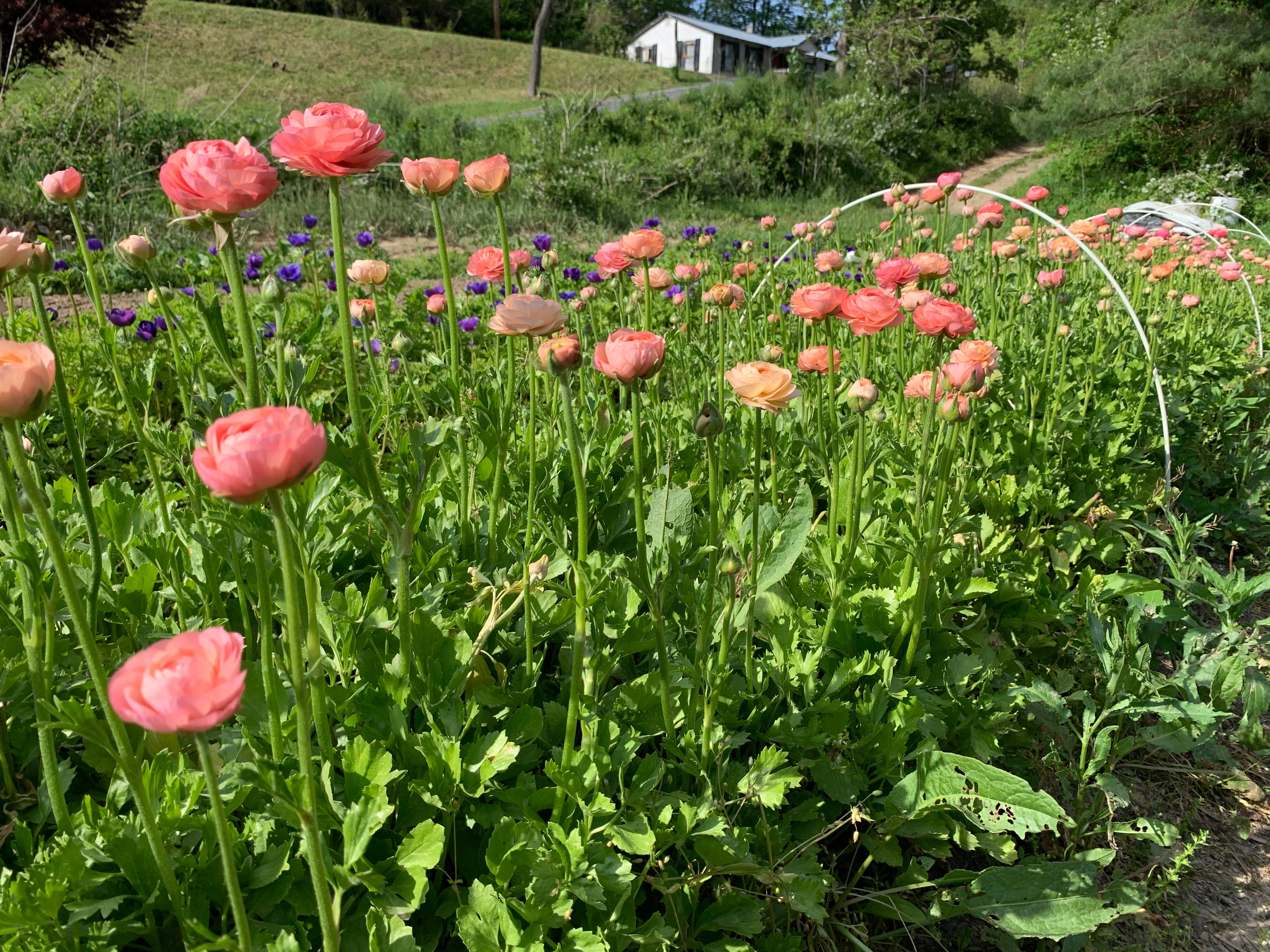 Chamallow - Ranunculus Bulbs, Flower Bulbs