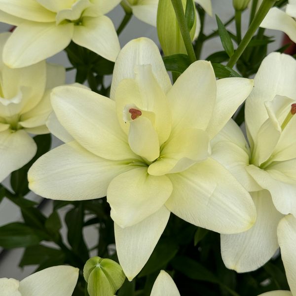 double lily white White Double Lily (Pollenless) – Carolina Flowers