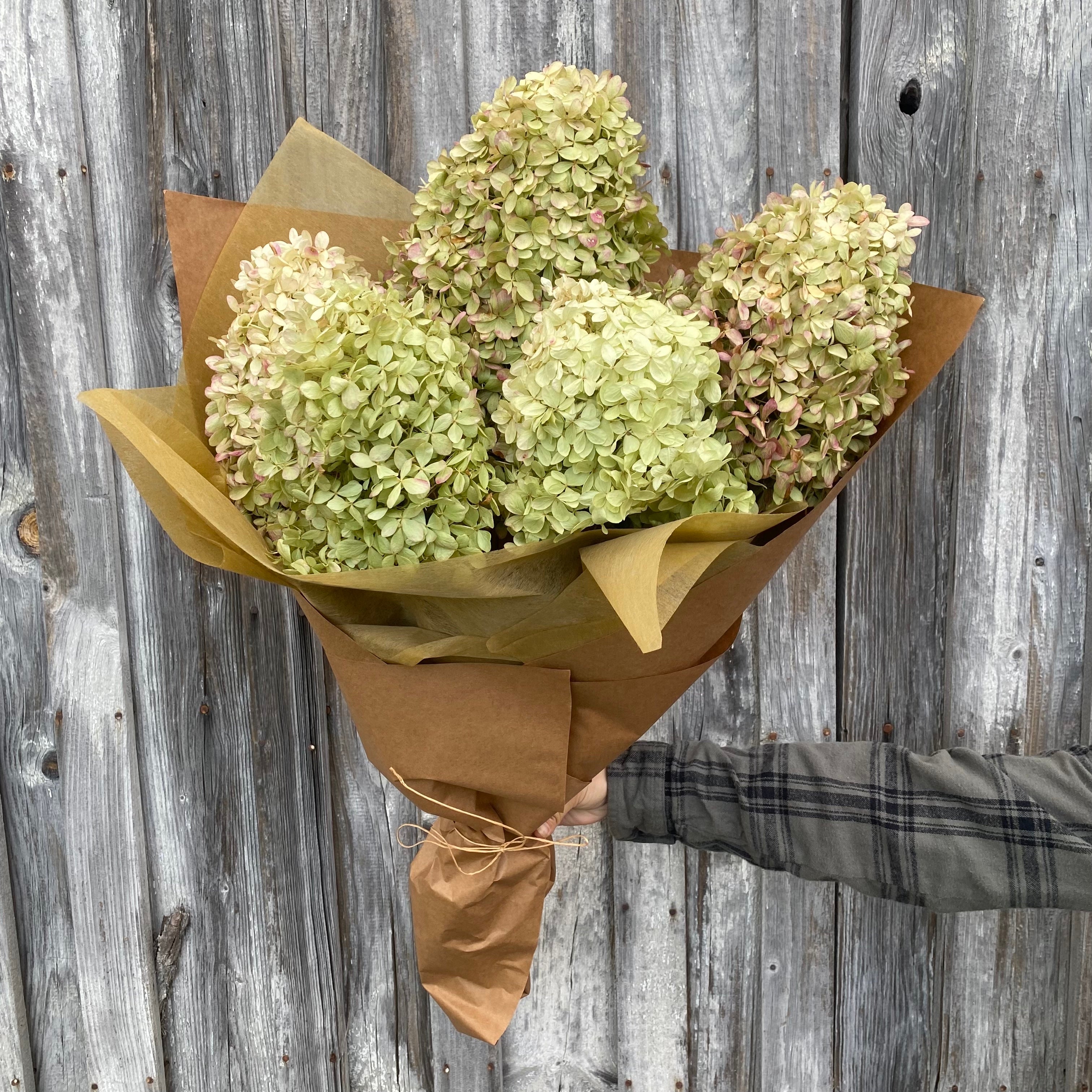 Natural Dried Hydrangea Flowers Big Petals for Home Bouquet