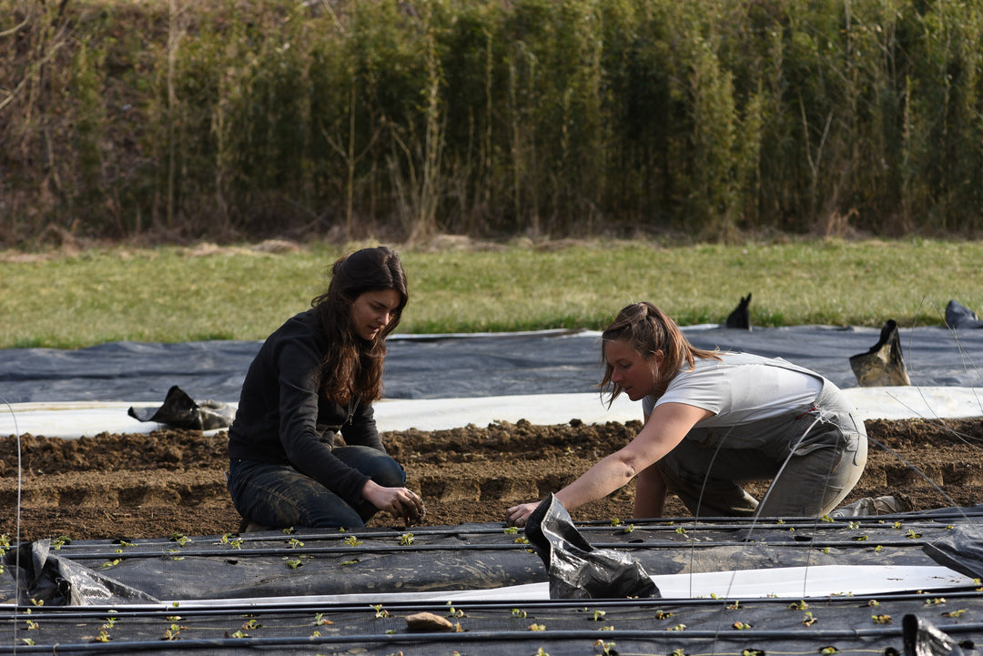 8 Years of Carolina Flowers: Reflections on Year 5