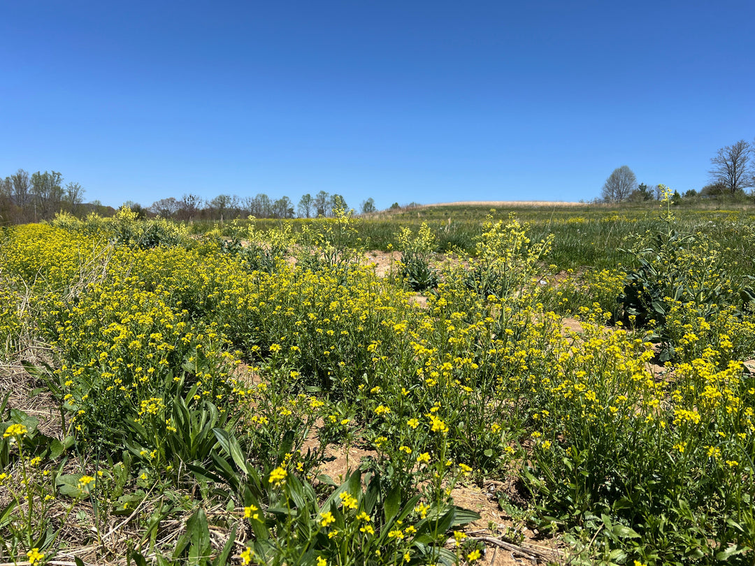 Updates from the New Farm: How to Move a Tractor