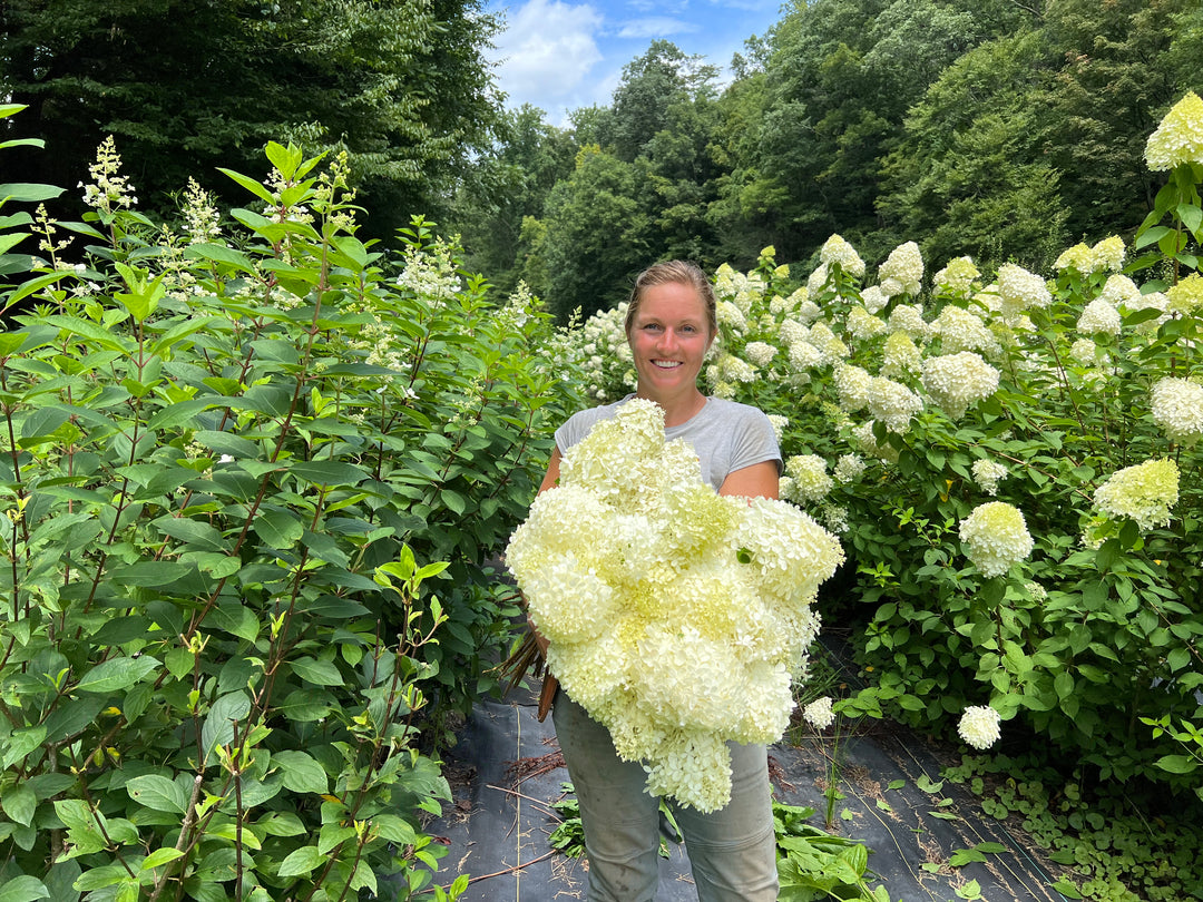 The Best Hydrangeas for Asheville — What to Plant