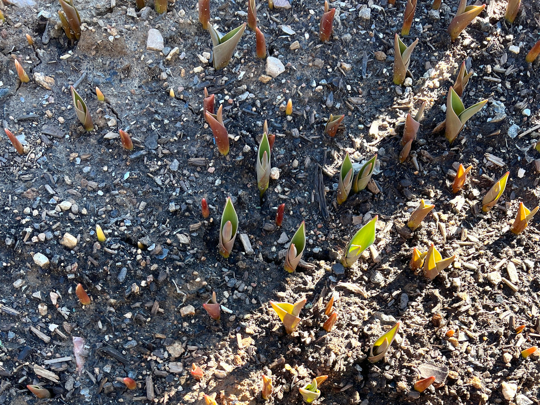 Late February Updates from the Farm and Flower Shop