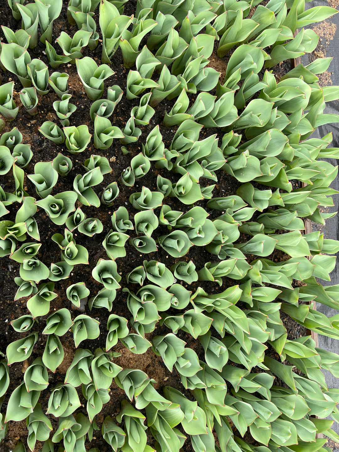 March Beginnings on Our Flower Farm