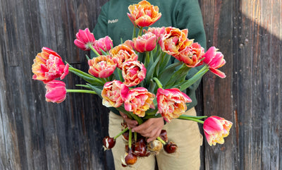 Tulips with the Bulbs On: What's It About?