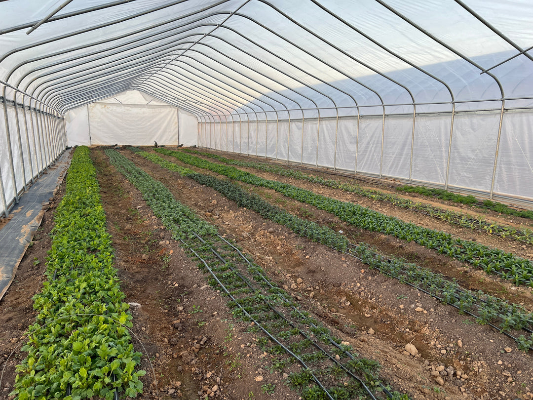 Our Flower Farm in Winter