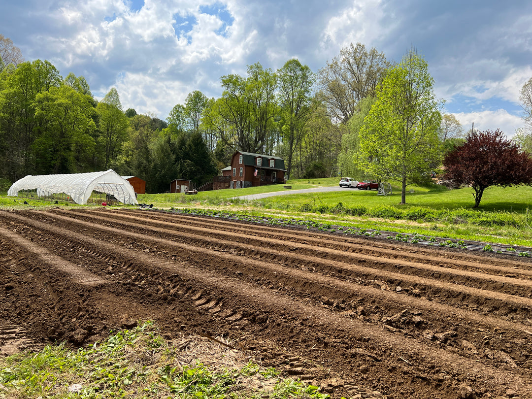 8 Years of Carolina Flowers: Reflections on Year 6