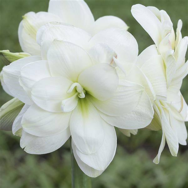 Amaryllis