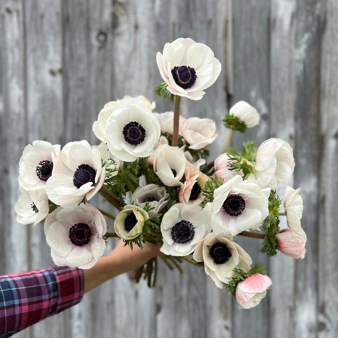 Anemone Corms