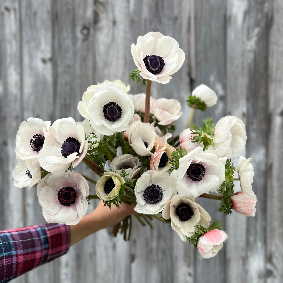 Anemone Corms