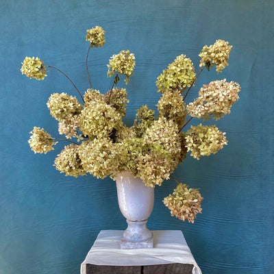 Dried Hydrangeas