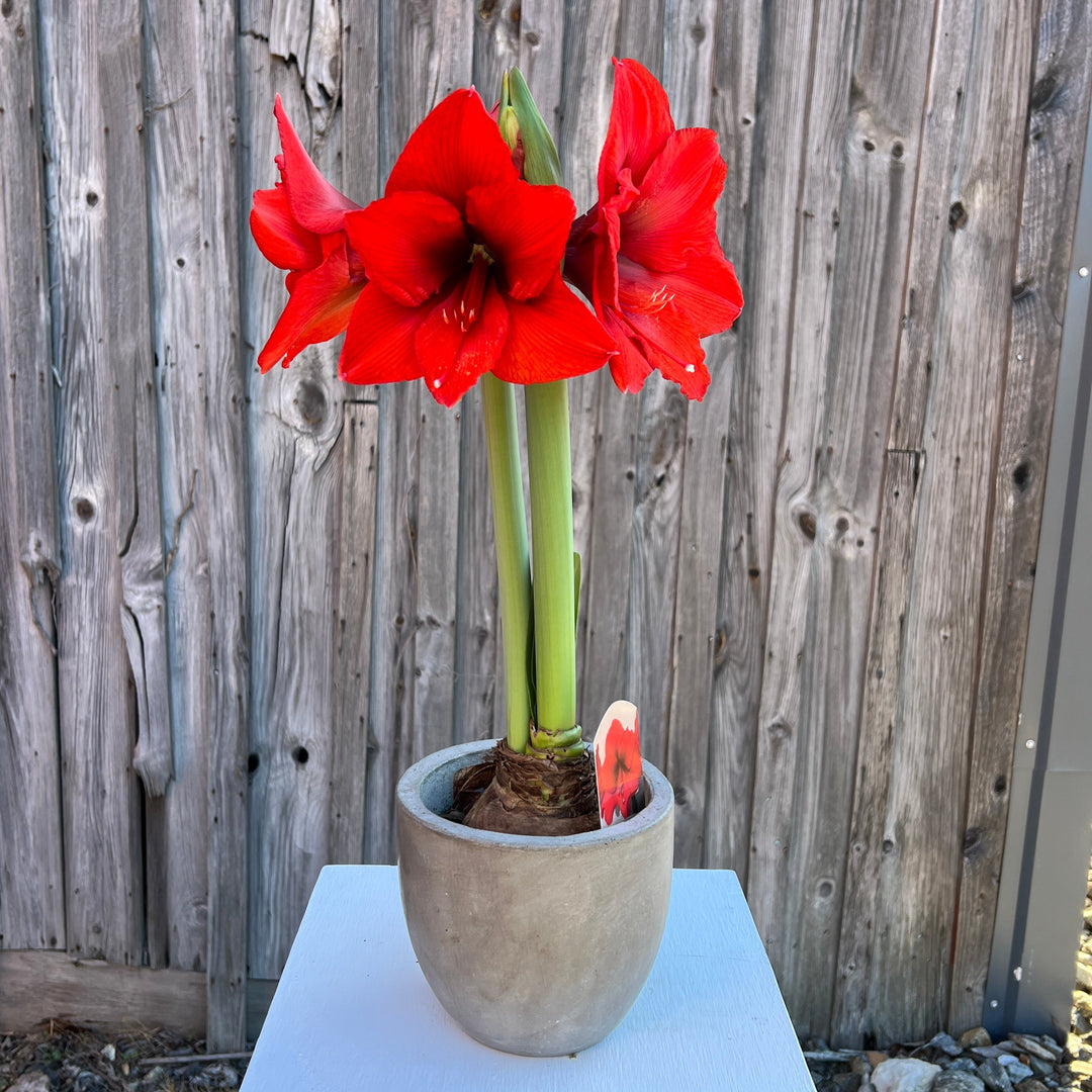 Amaryllis in Pots
