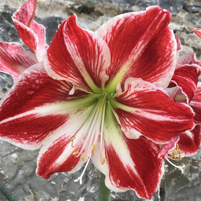 Amaryllis Bulbs