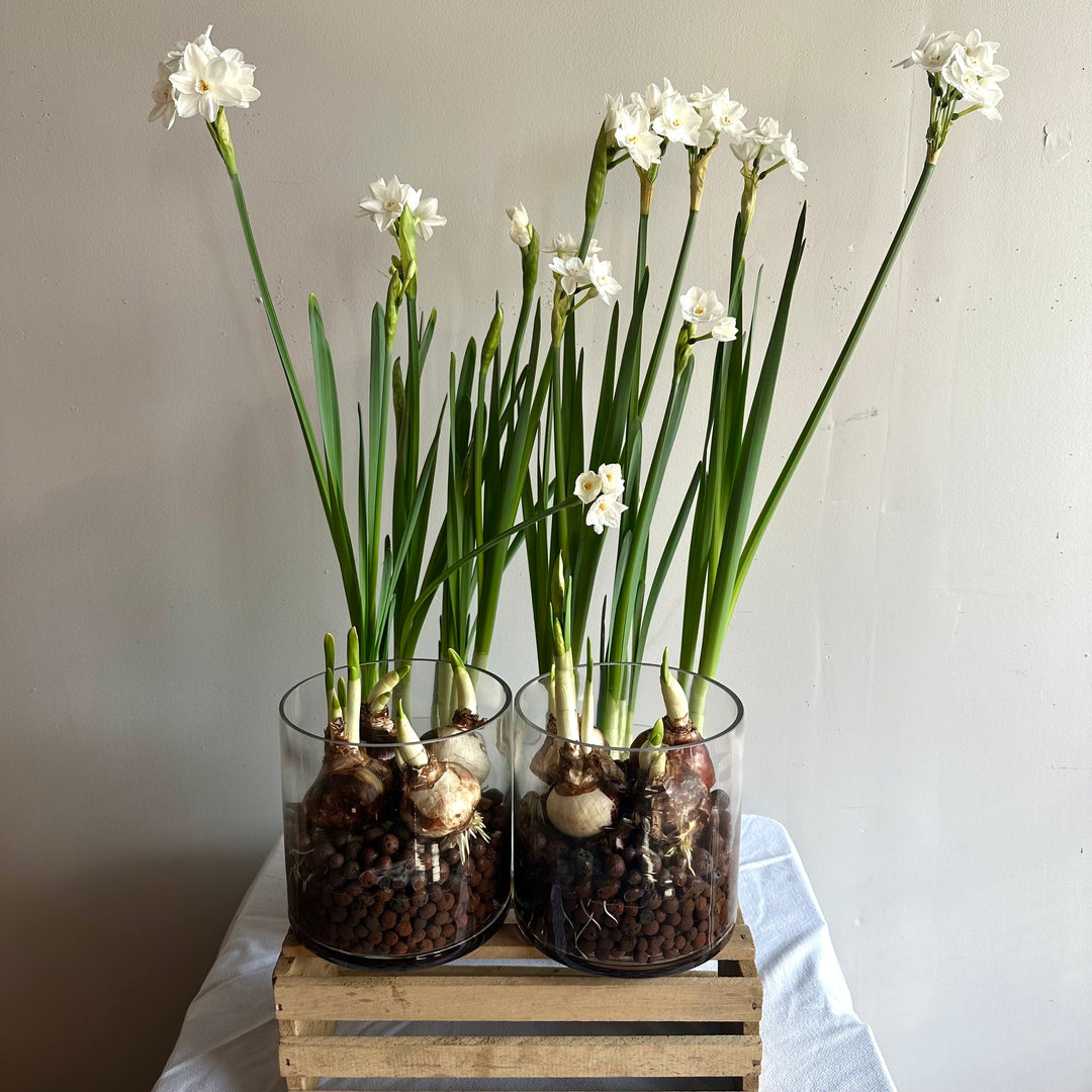 Paperwhites