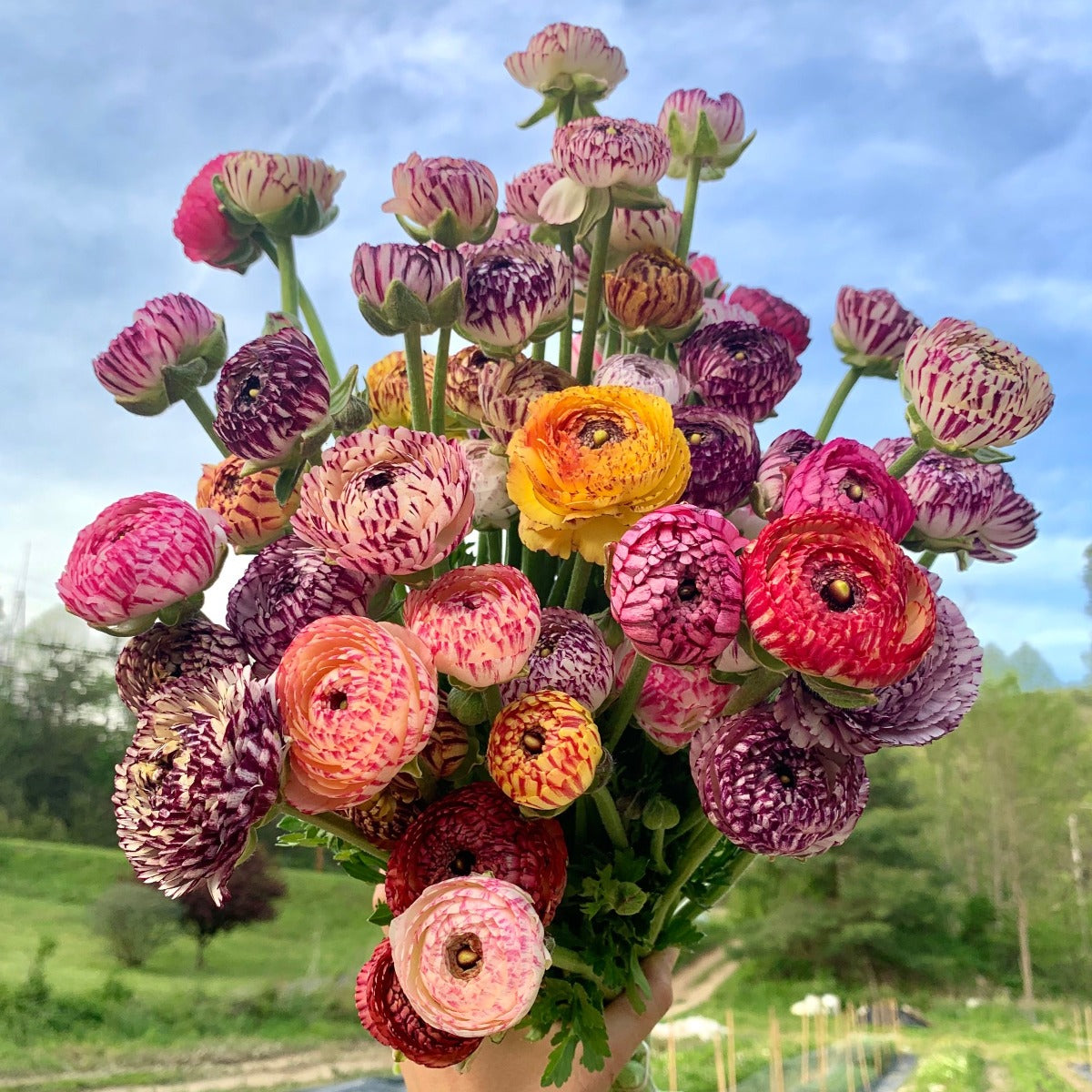 Ranunculus Corms