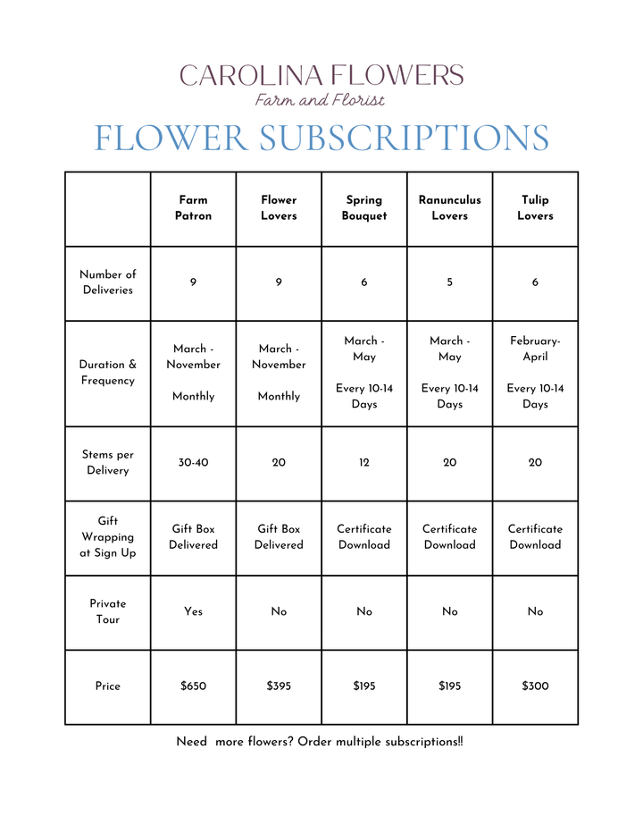 Tulip Lovers Subscription (6 Bundles)