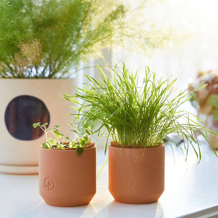 Catnip Seed Sprouting Kits
