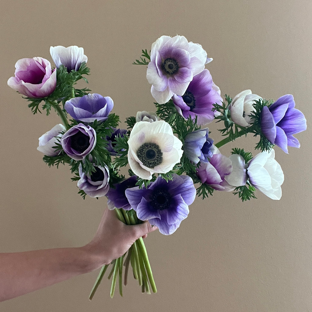 AnemoneLavender_WhiteBicolorRa