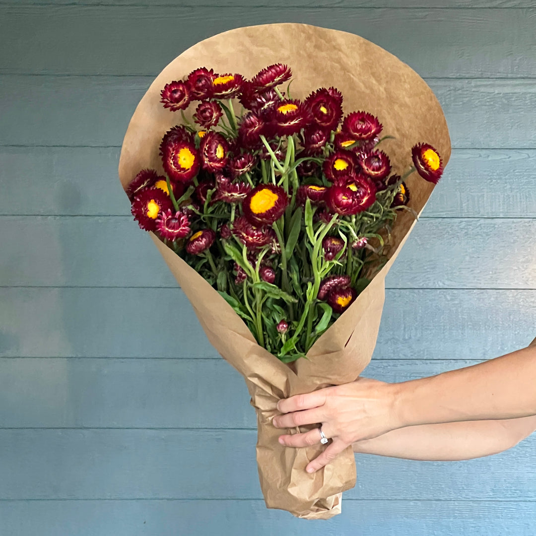 Strawflower Armload Bundle