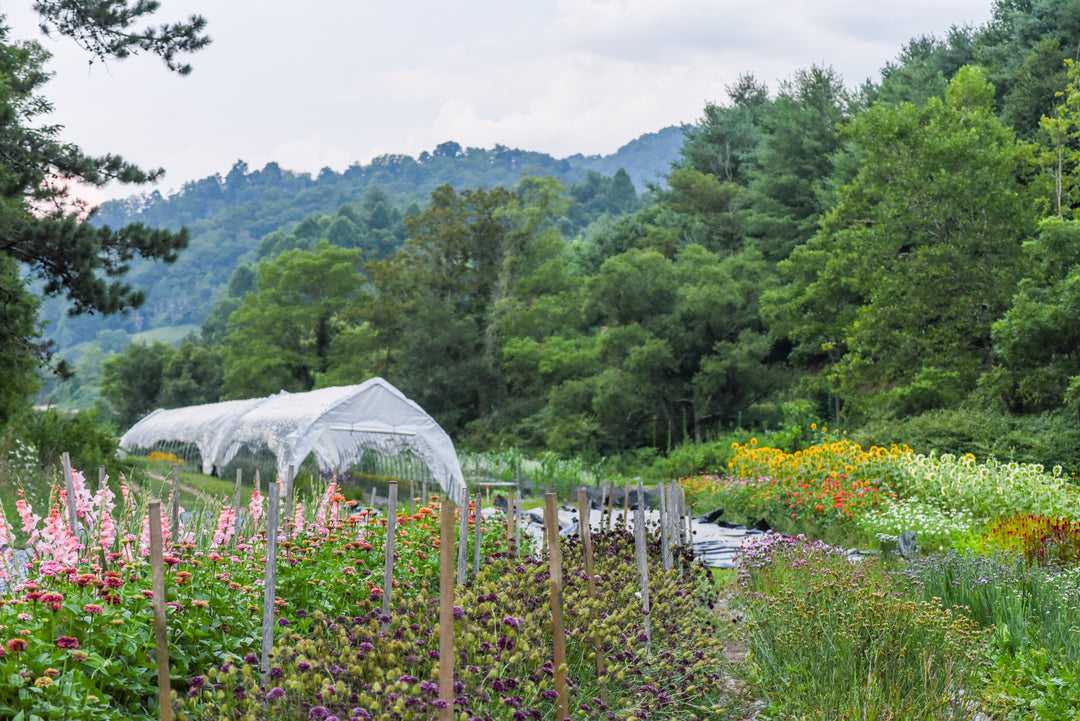 Farm Patron Monthly Subscription (9 Lush Bouquets + Private Tour)