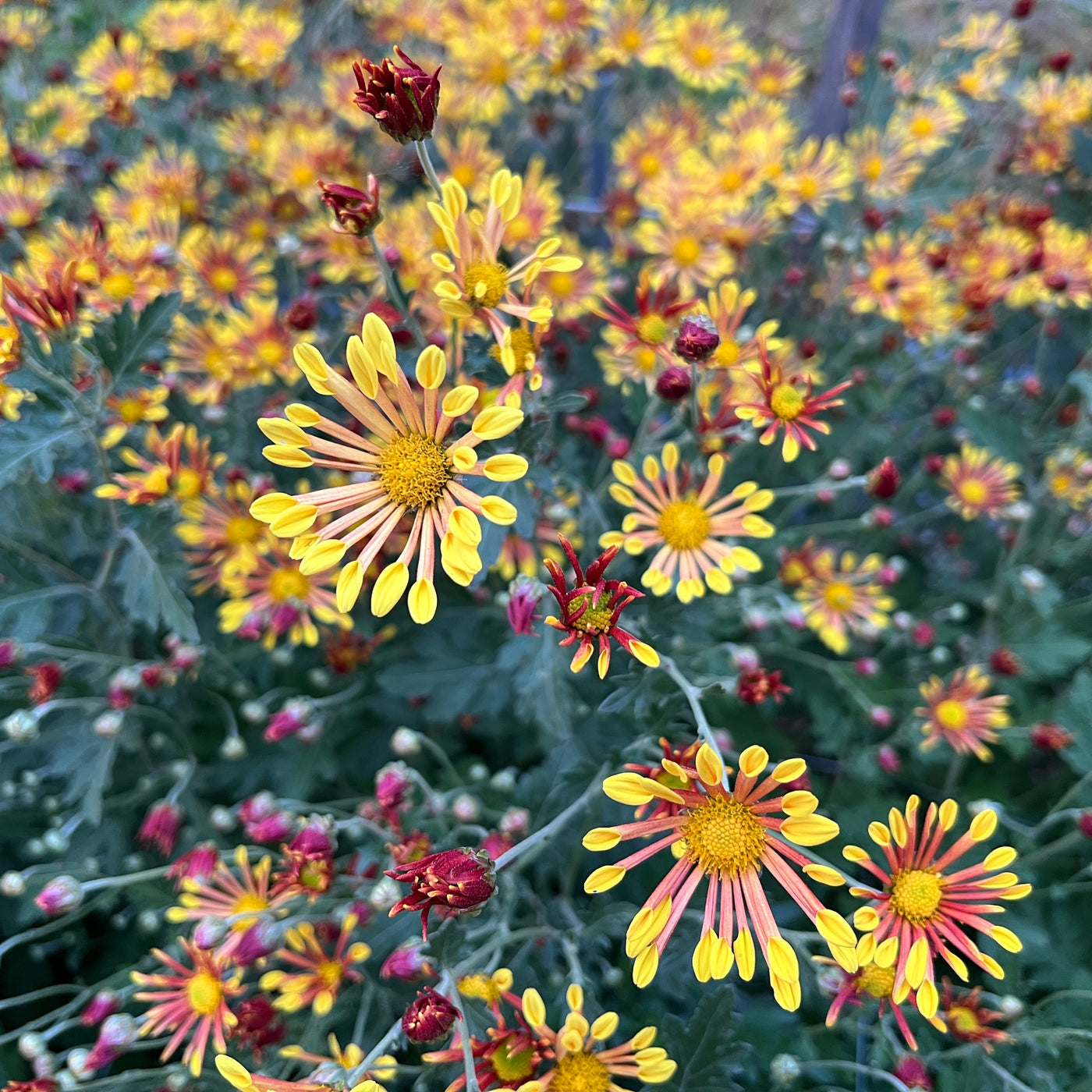Golden Pinwheel Chrysanthemum Bundle