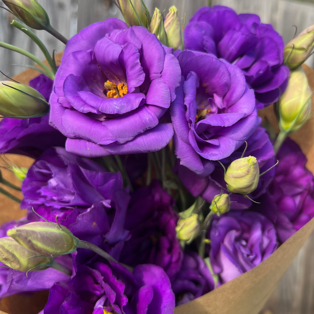 Purple Lisianthus Bundle