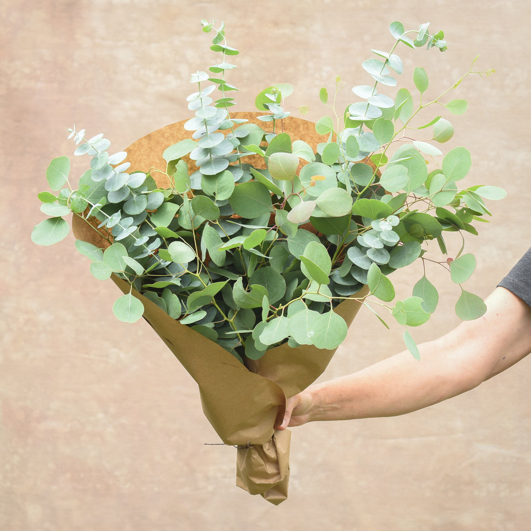 Eucalyptus Bundle
