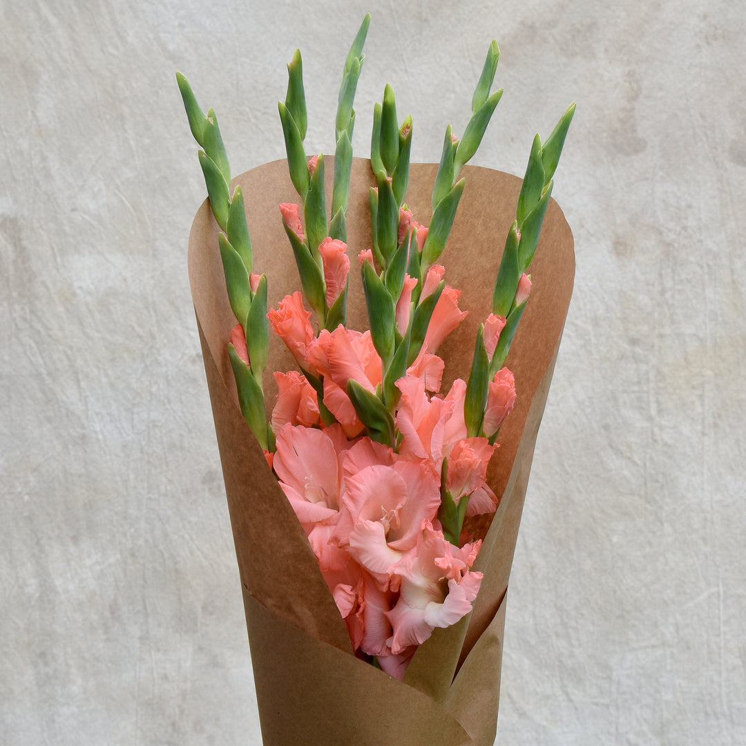 Gladiolus Bundle, Coral