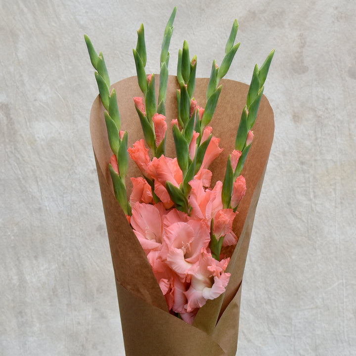 Gladiolus Bundle, Coral