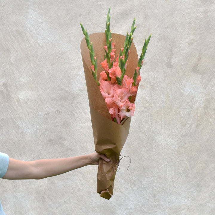 Gladiolus Bundle, Coral