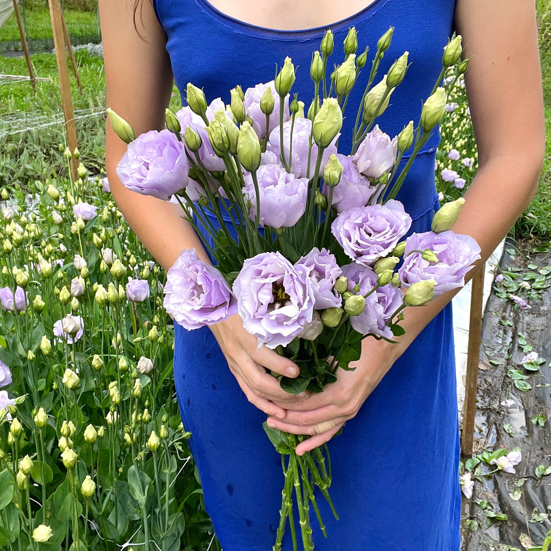 Lavender Lisianthus Bundle