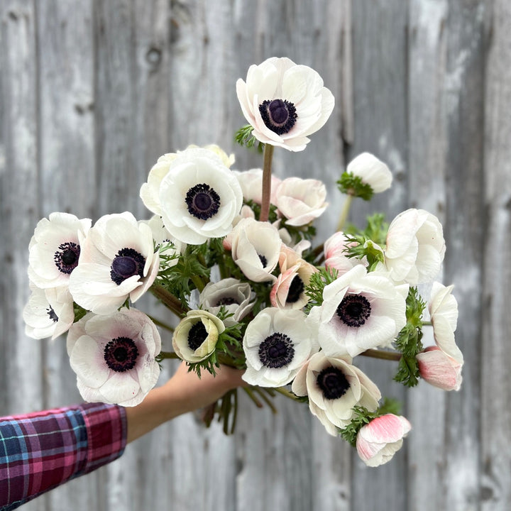 Anemone Black & White Panda Bulbs
