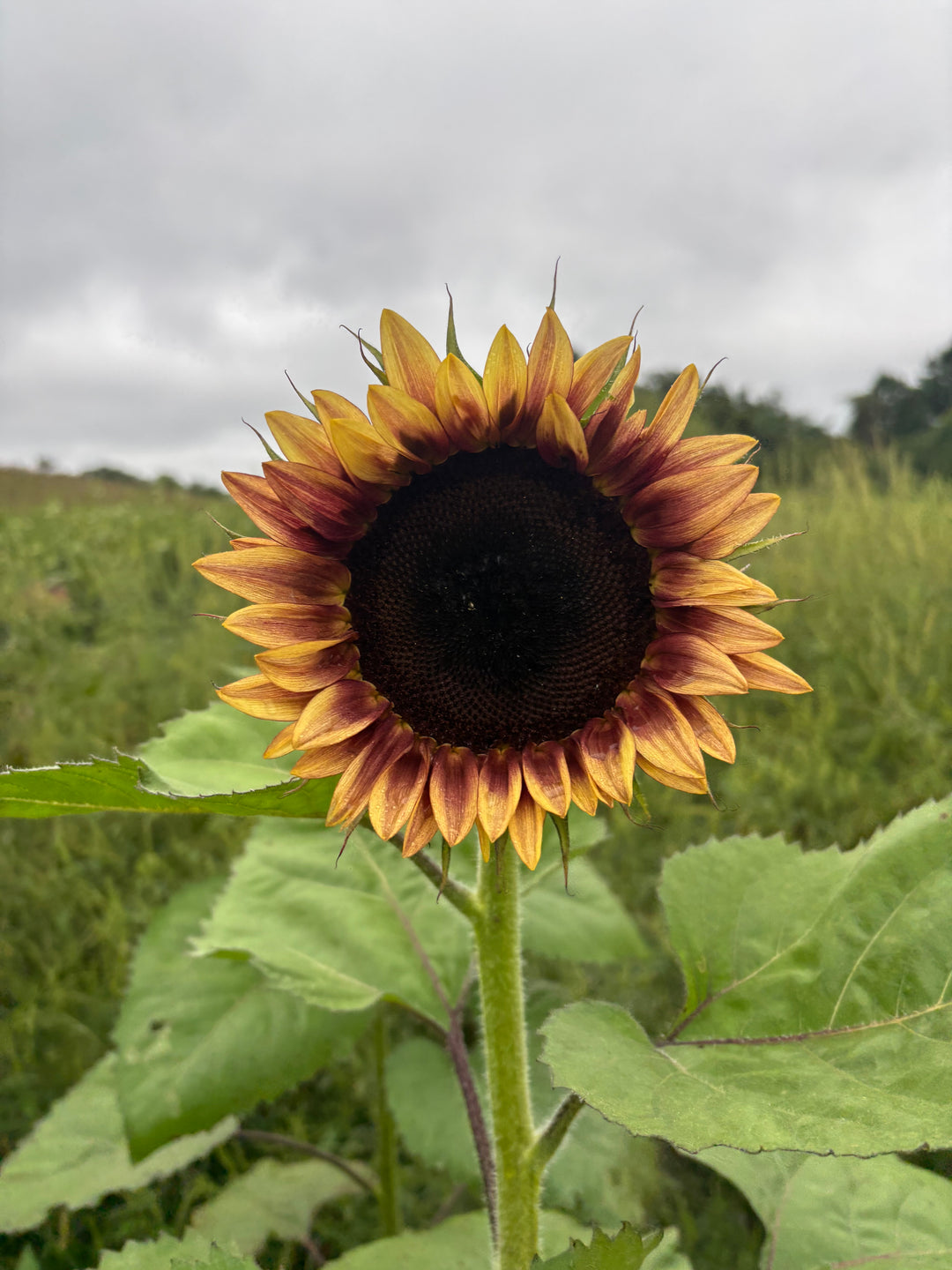 Sunflower Celebration Arrangement