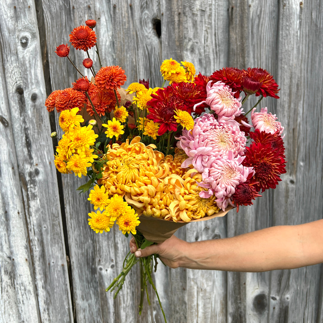 Heirloom Chrysanthemum Bundle