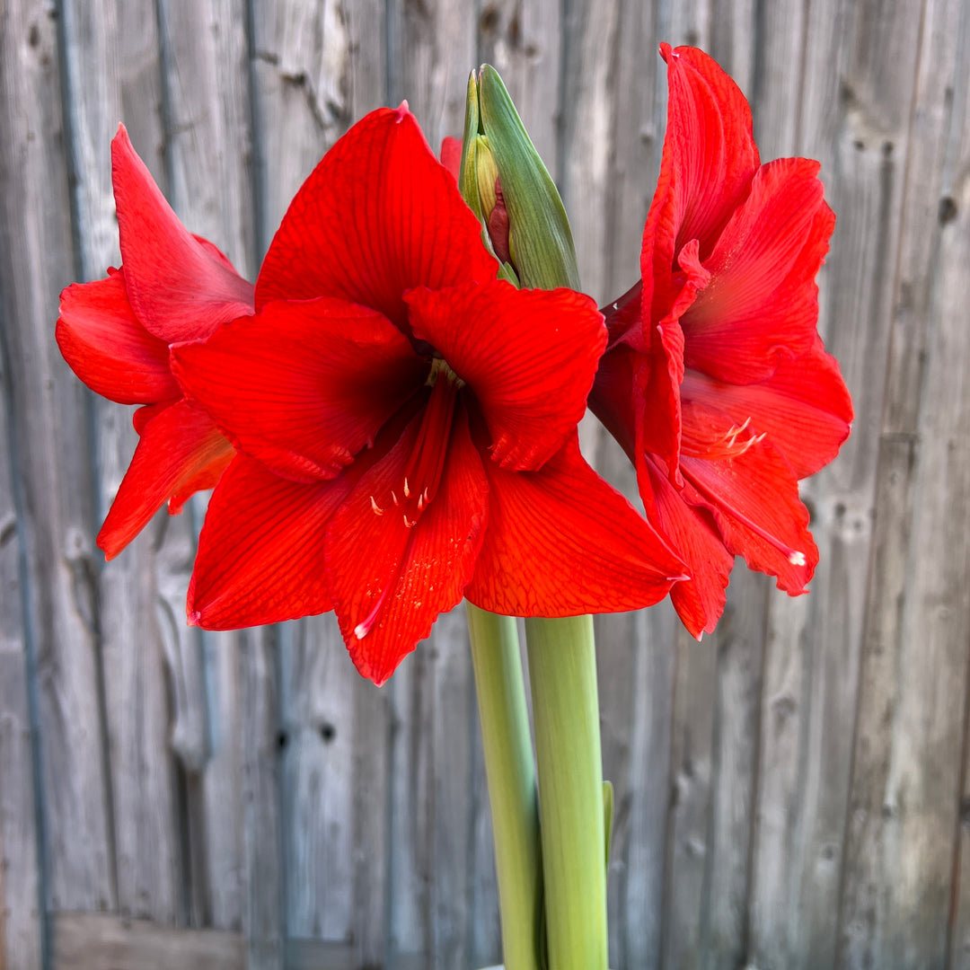 Potted Amaryllis: Orange Sovereign