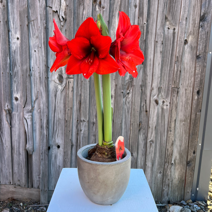 Potted Amaryllis: Orange Sovereign