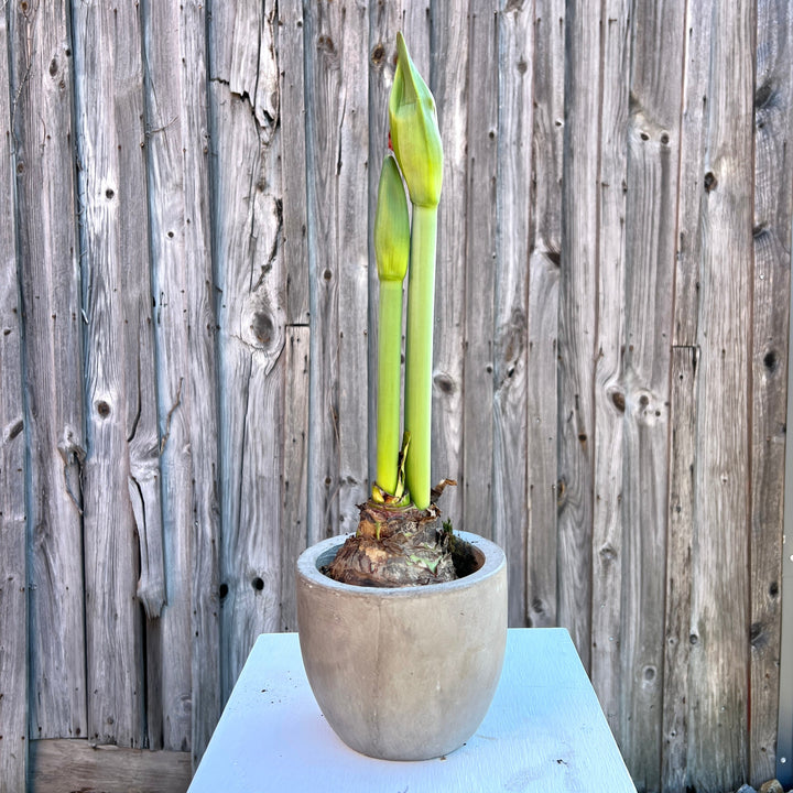 Potted Amaryllis: Bright Red & White Minerva