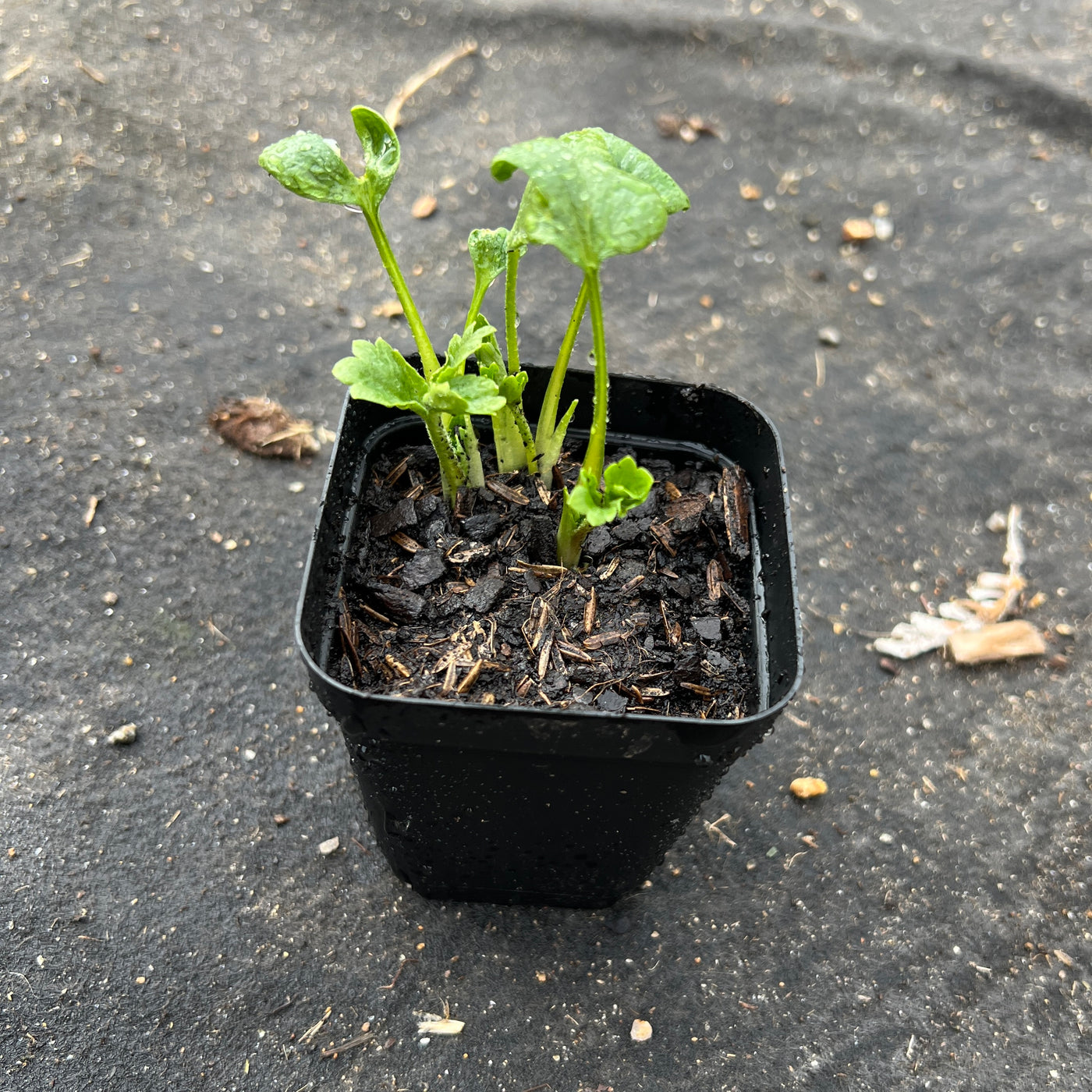 Ranunculus Plant Starts