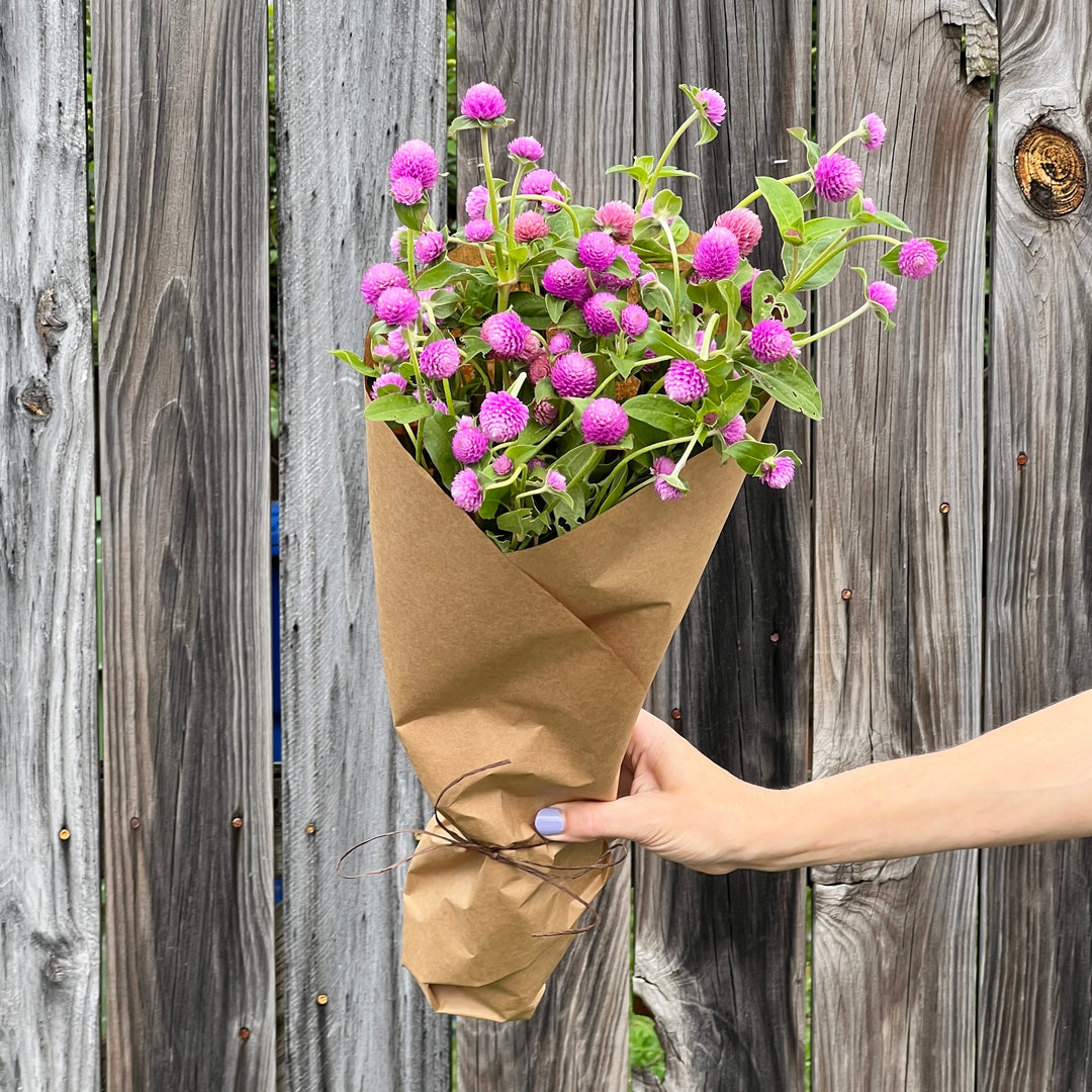 Gomphrena Bundle, Lilac