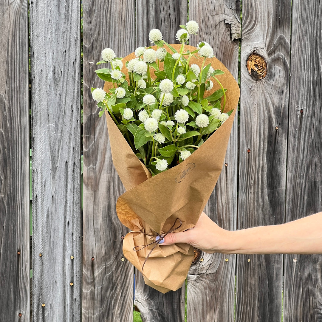 Gomphrena Bundle, White