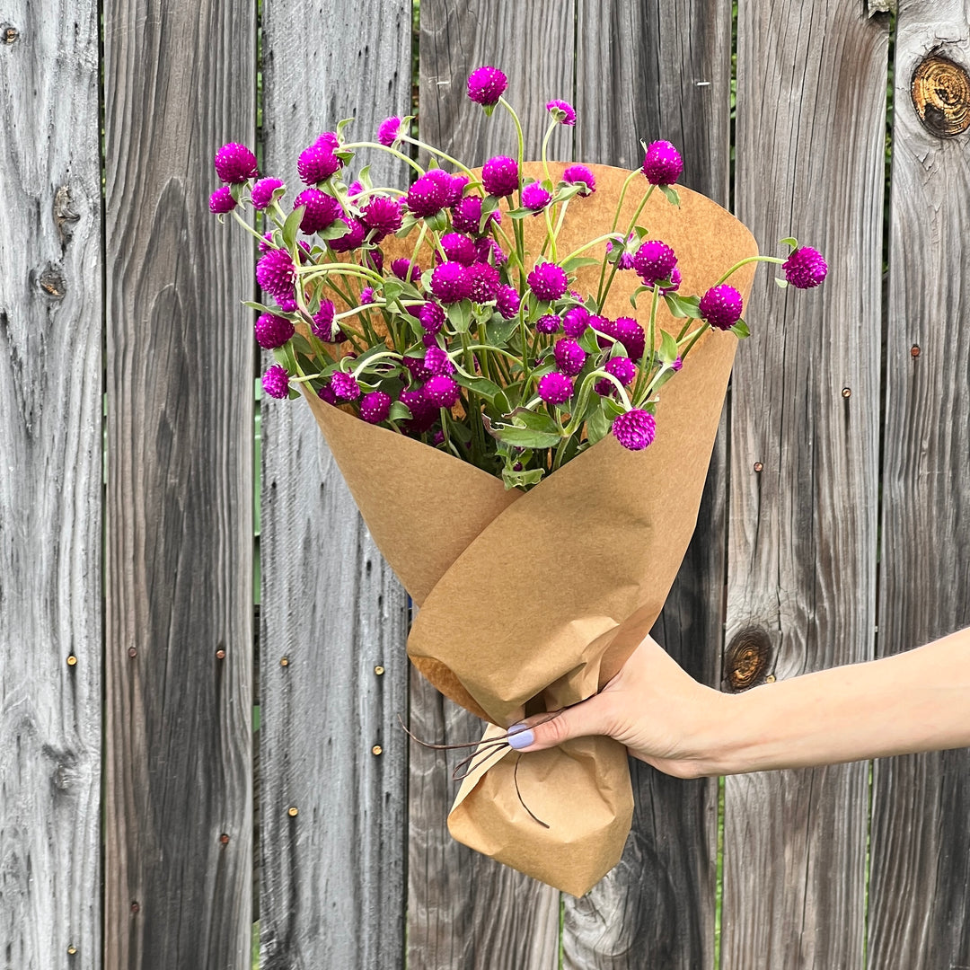 Gomphrena Bundle, Purple