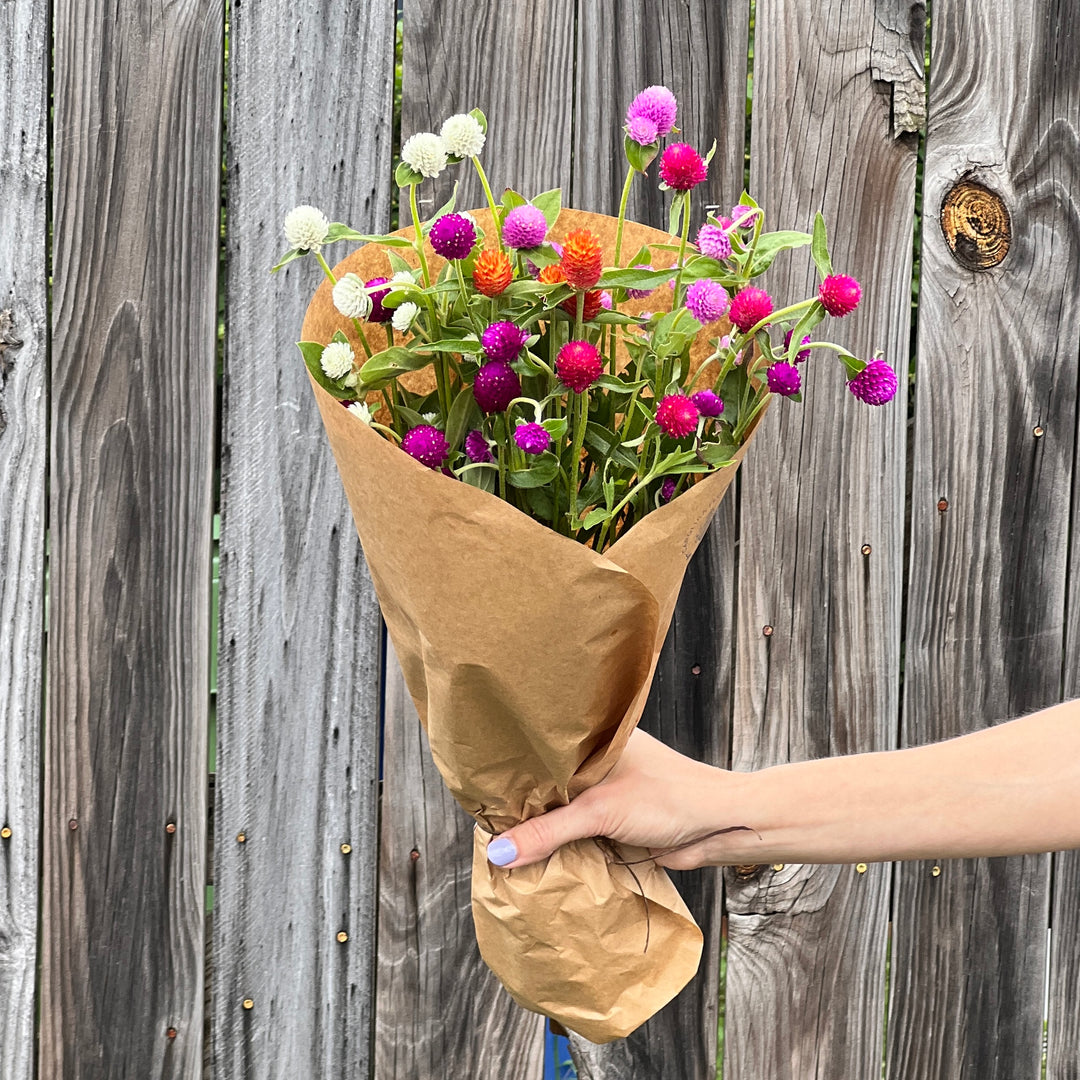 Gomphrena Bundle, Colorful Mix