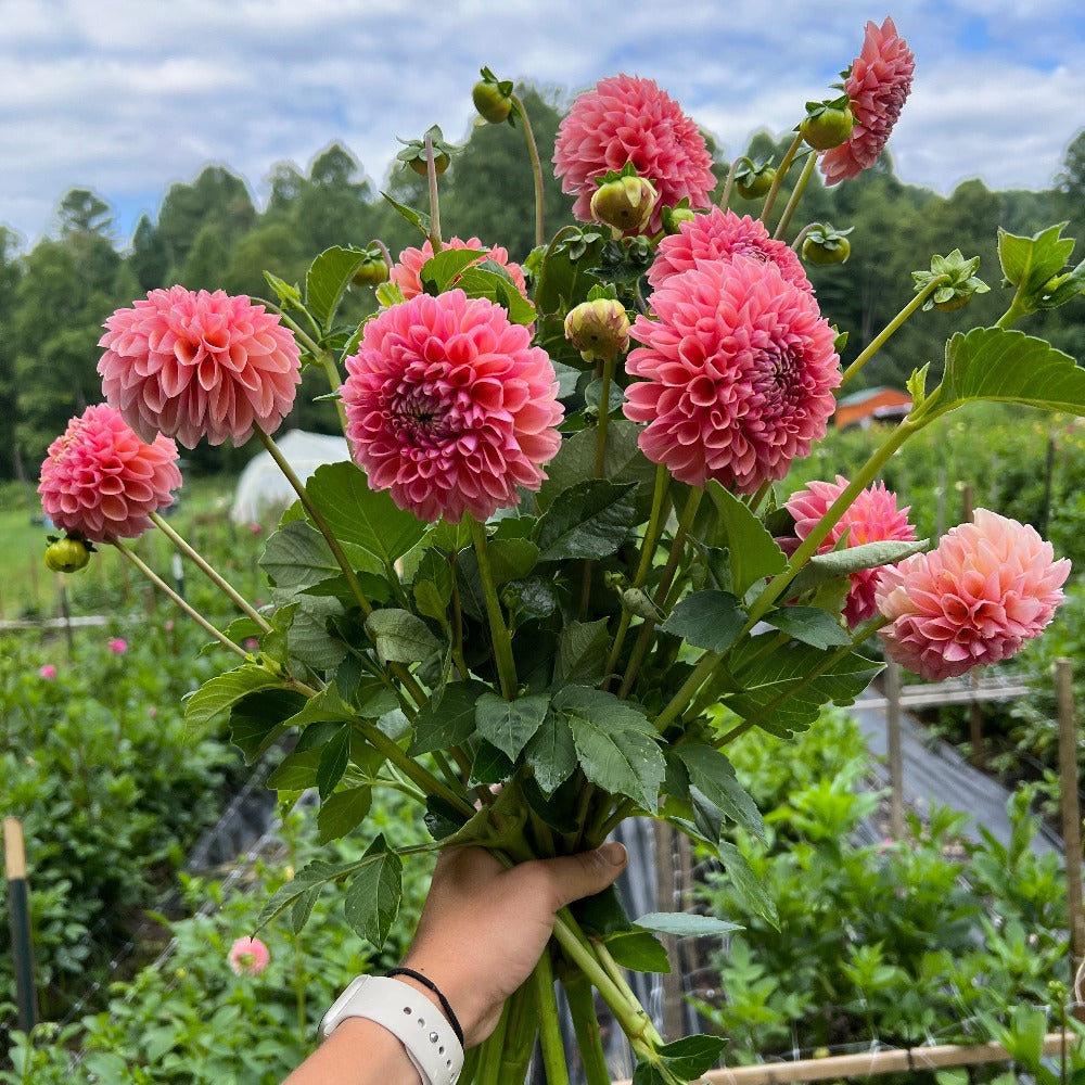 Dahlia Subscription, July - September 2026
