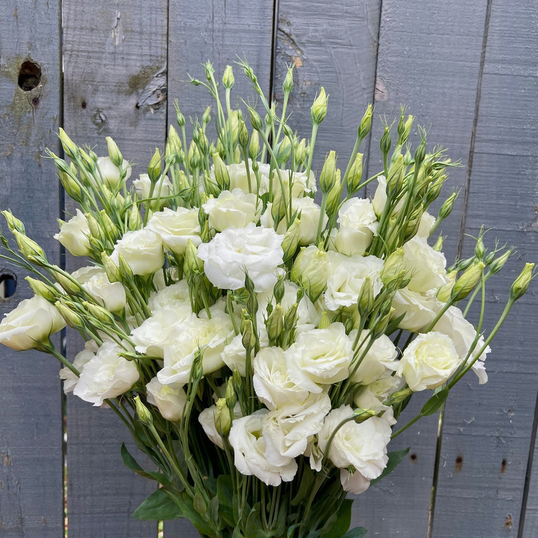 Asheville Flower Farm White Lisianthus