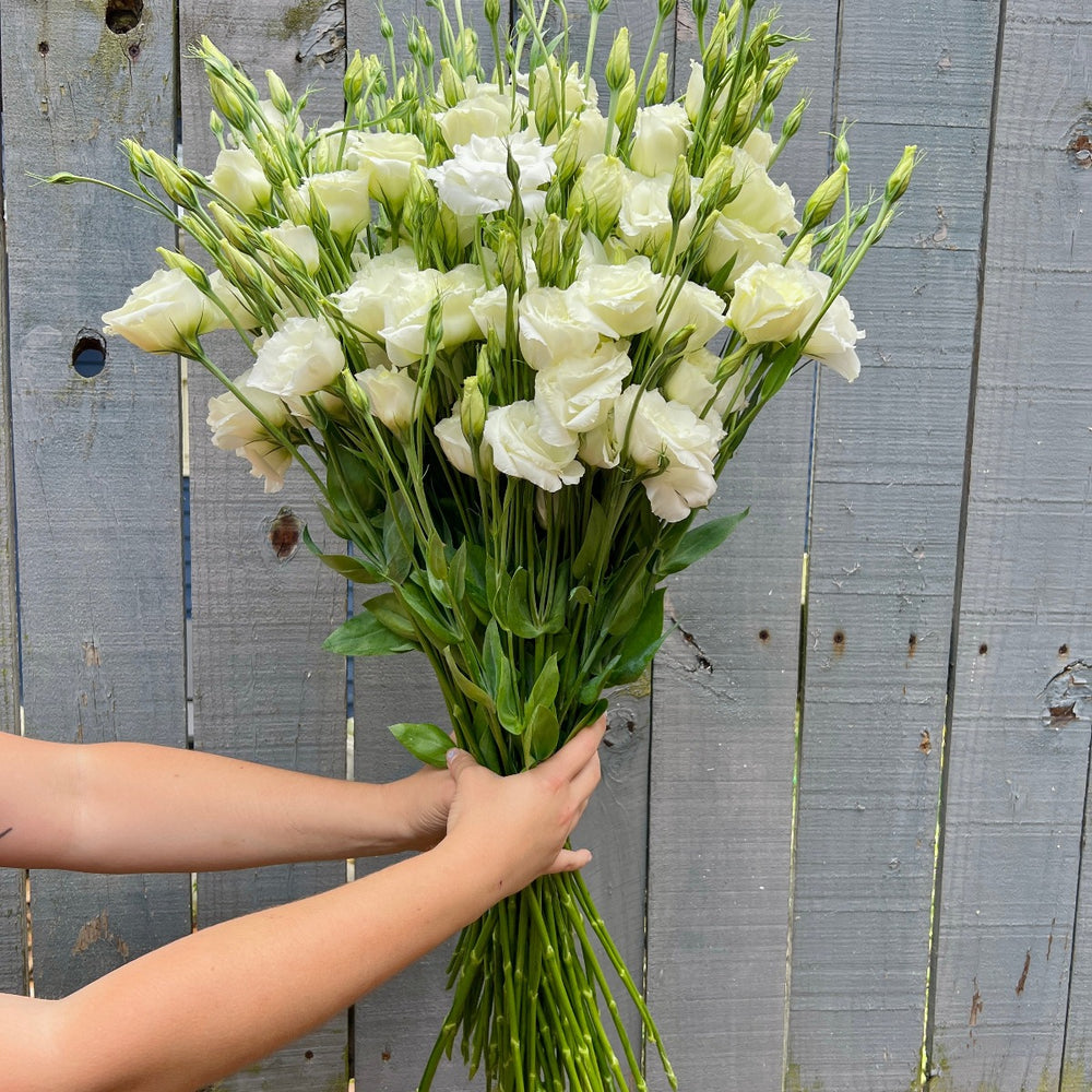 Asheville Florist White Lisianthus