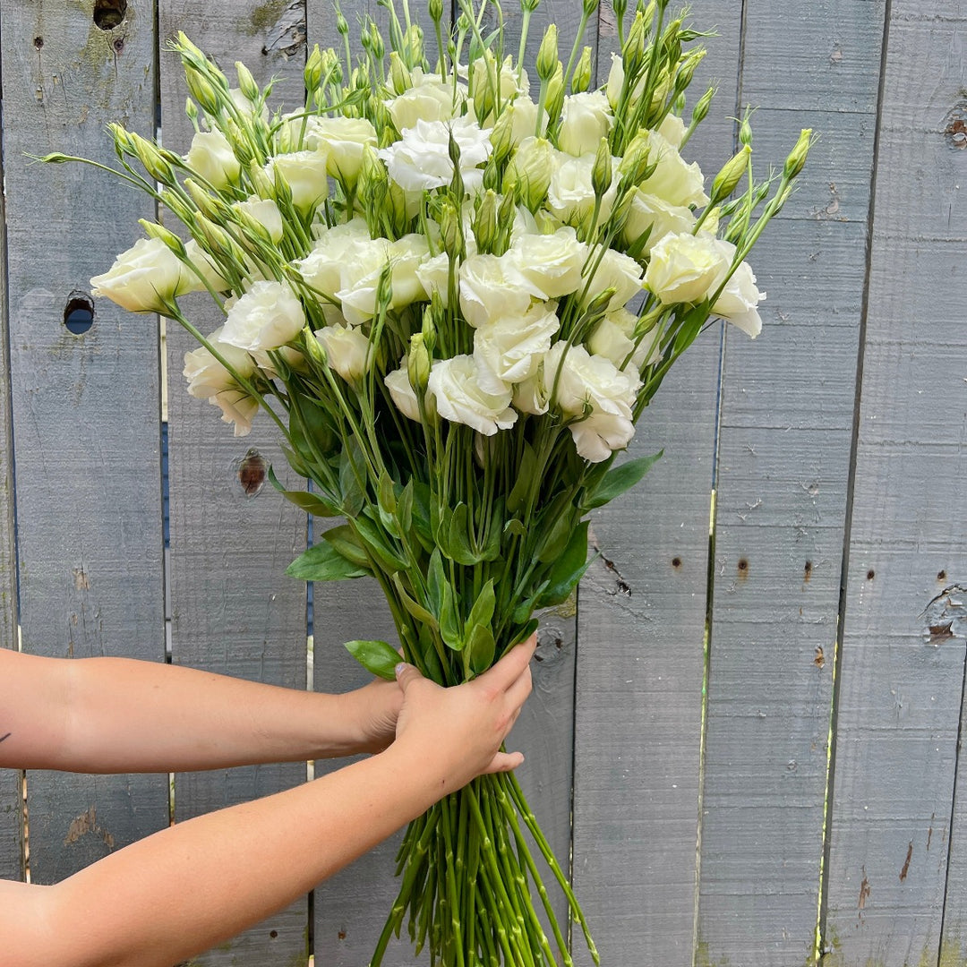 Asheville Florist White Lisianthus