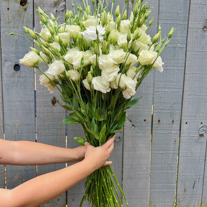 Asheville Florist White Lisianthus