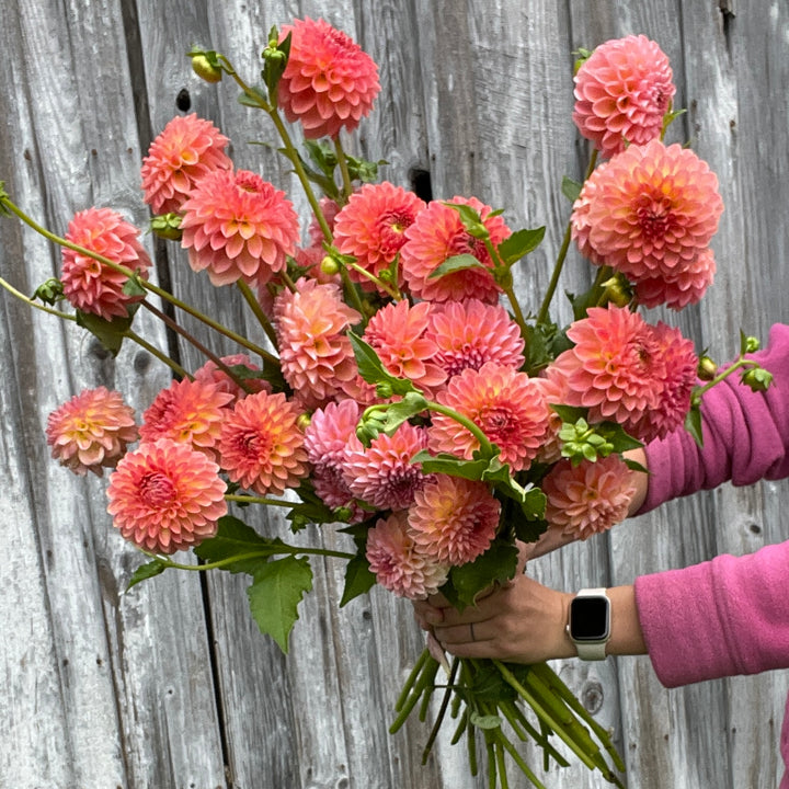 asheville florist flower farm dahlia