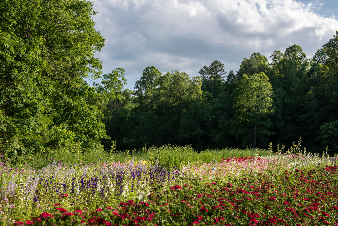 Asheville Florist and Flower Farm