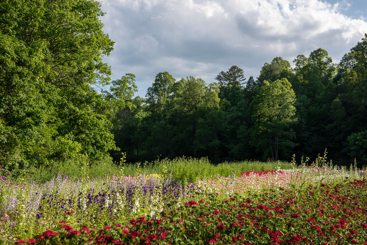 Asheville Florist and Flower Farm
